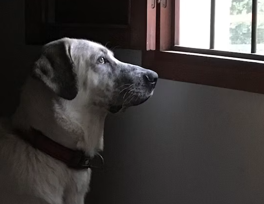 Perro mirando por una ventana, relacionado con la prevención de la ansiedad por separación